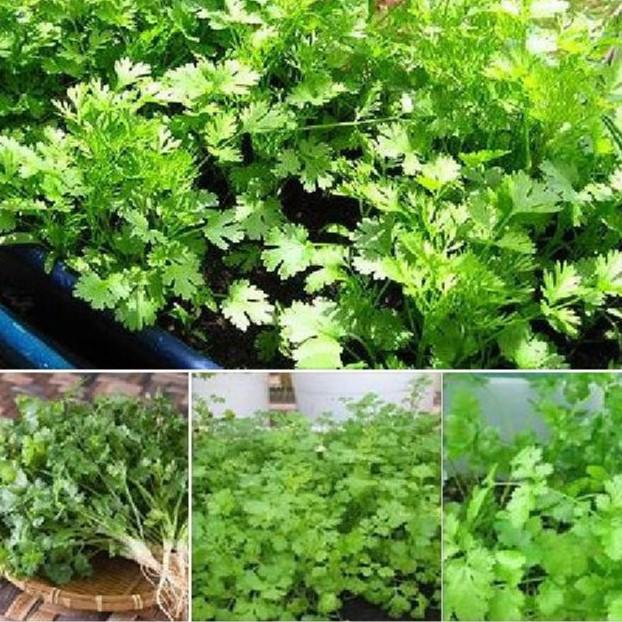Hạt giống rau thơm - 20gr/gói