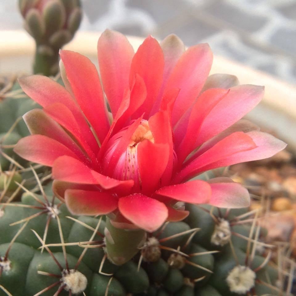 Hạt giống hoa xương rồng nhiều màu  - Gói 20 hạt