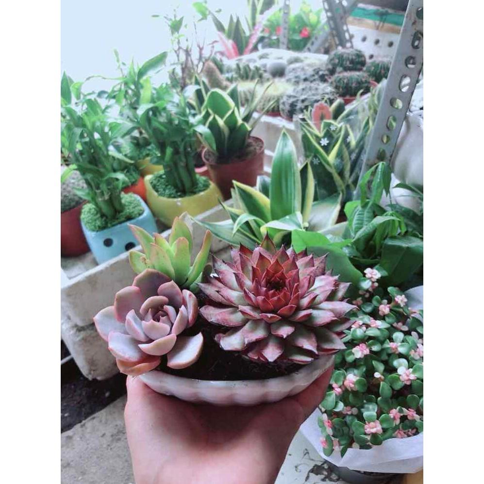 Chậu Sen Đá Mix Bán Chạy