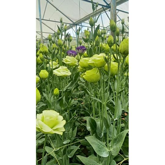 Phân bón lá ĐẦU TRÂU MK 01 poly humat đa năng can 5 lít