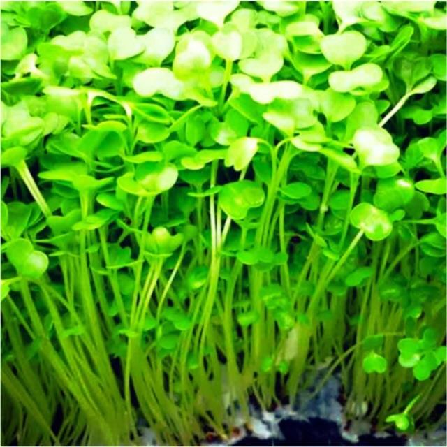 Hạt giống rau mầm củ cải trắng