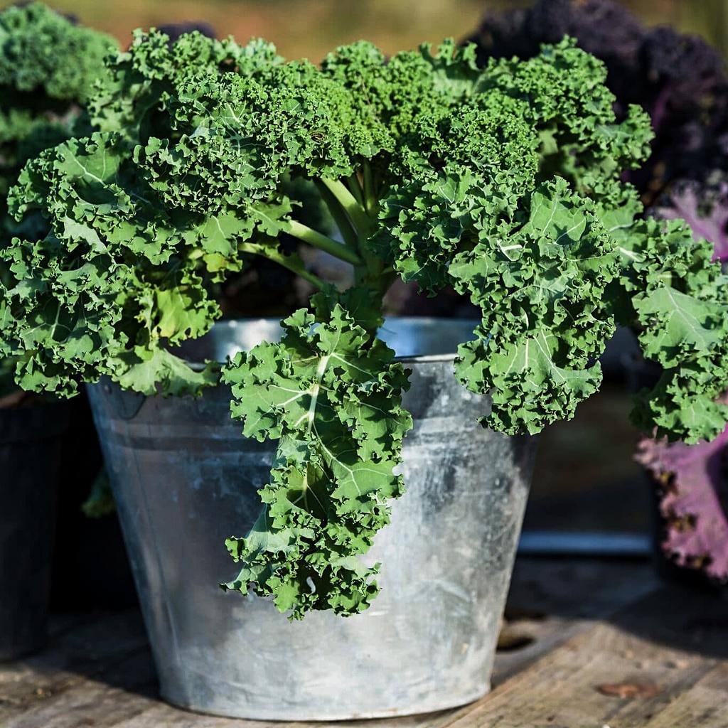Hạt giống cải Kale Rado 686 gói 5gr - DỄ TRỒNG nhanh thu hoạch