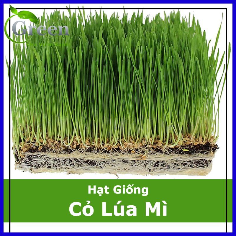 Hạt Giống Cỏ Lúa Mì Đỏ - Cỏ Lúa Mạch - Wheatgrass (100 Gam)