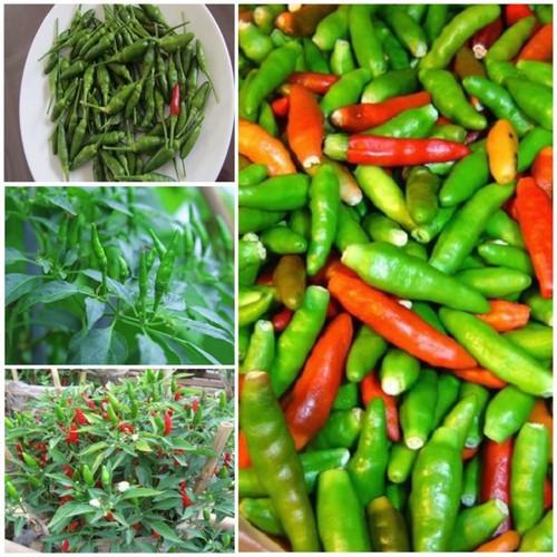 0.1Gr Hạt Giống Ớt Xiêm Thái Lan
