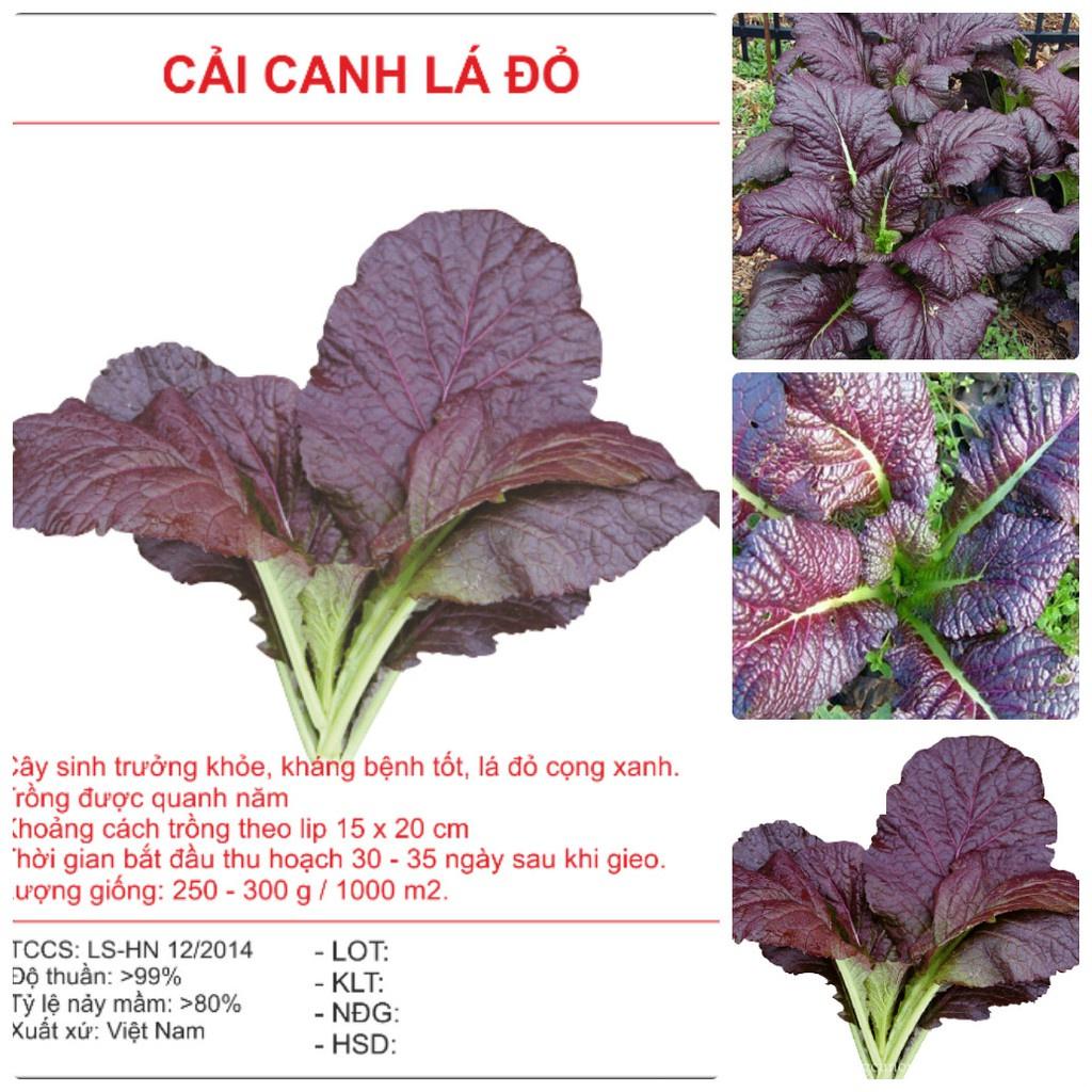 Combo 2 gói hạt giống rau cải canh lá đỏ f1-gói 10gram/tặng kèm gói phân bón lót