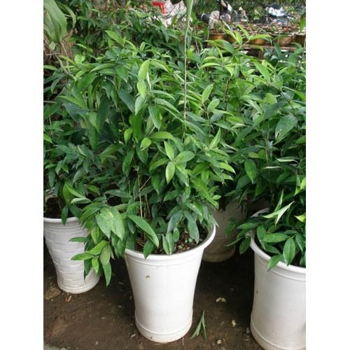 CHẬU CÂY TRÚC NHẬT lá đốm