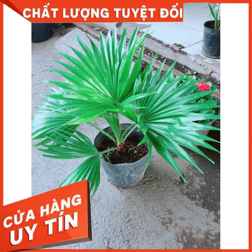 Chậu Cọ Kiểng Nhiều Người Mua