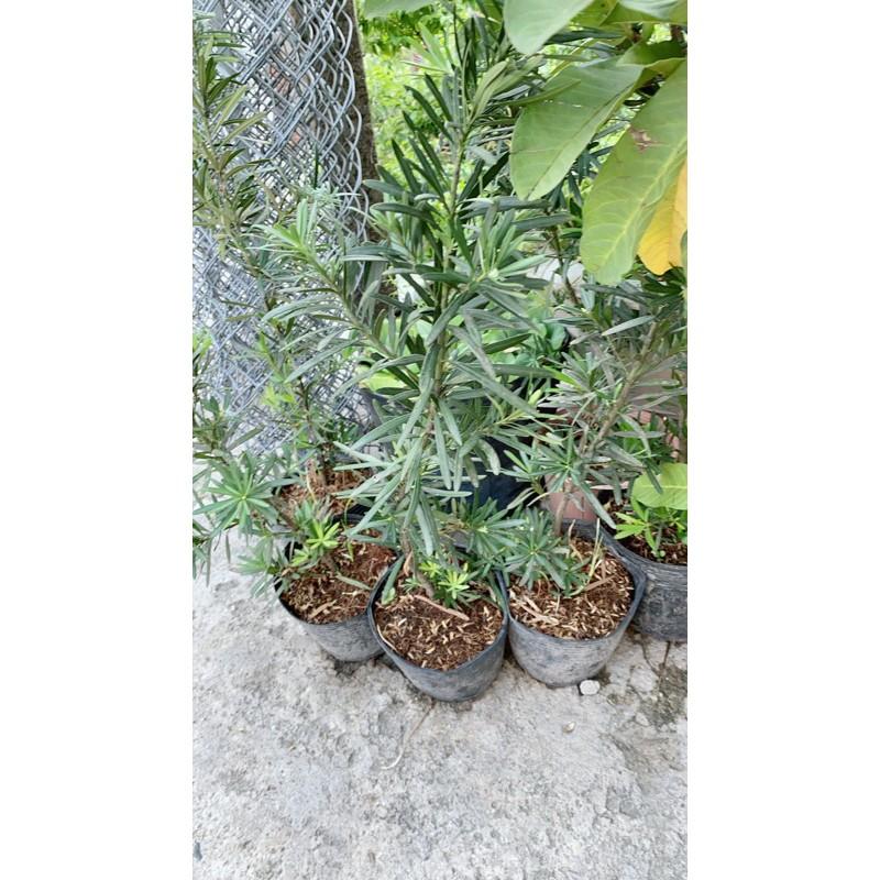 Tùng Vạn Niên Cao 60-70cm