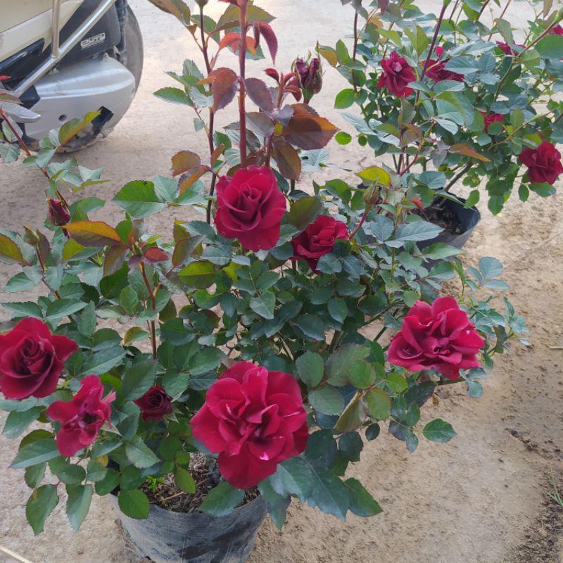 Hoa hồng tezza đỏ hoa hồng ngoại siêu hoa, hoa liên tục