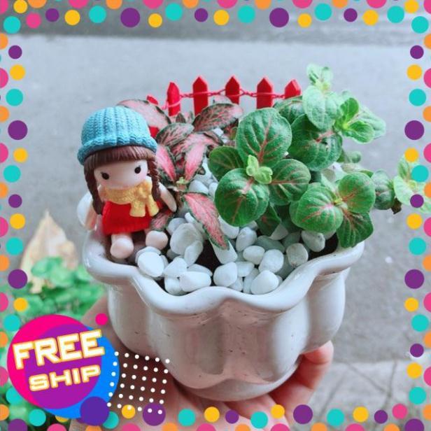 Chậu Cẩm Nhung Có Trang Trí