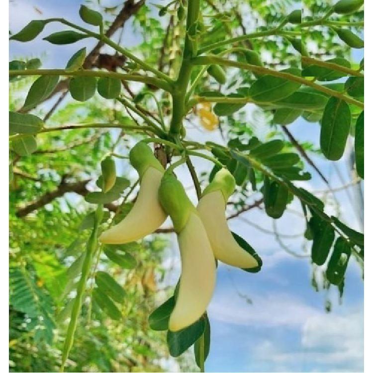 Hạt Giống Cây Bông So Đũa - Gói 50 Hạt - Tặng gói kích thích hạt nảy mầm