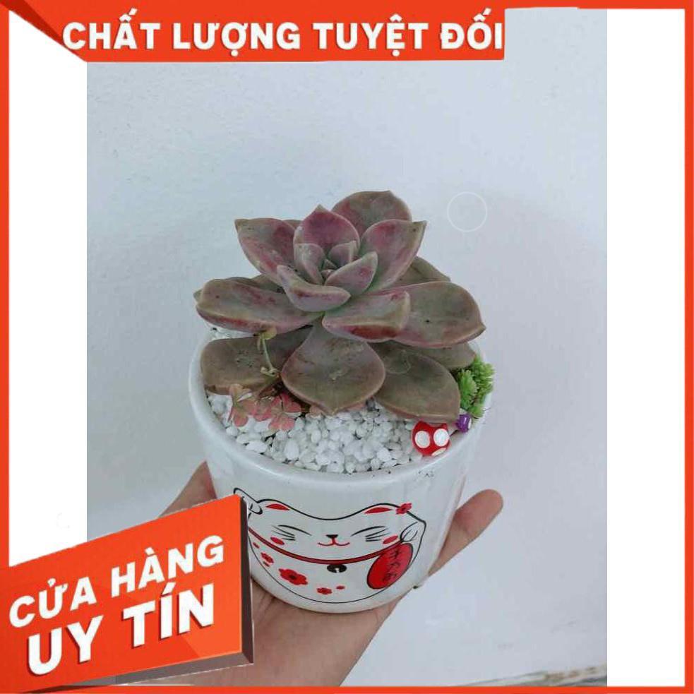 Chậu sen đá sỏi tím Nhiều Người Mua