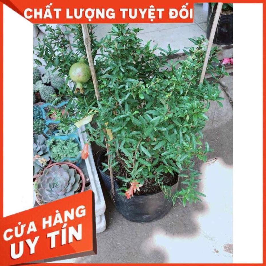 Cây lựu size lớn Nhiều Người Mua