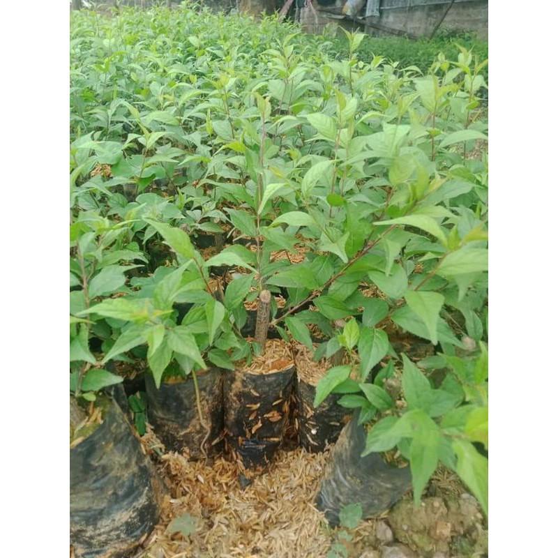 Cây giống nhất chi mai cao 15cm