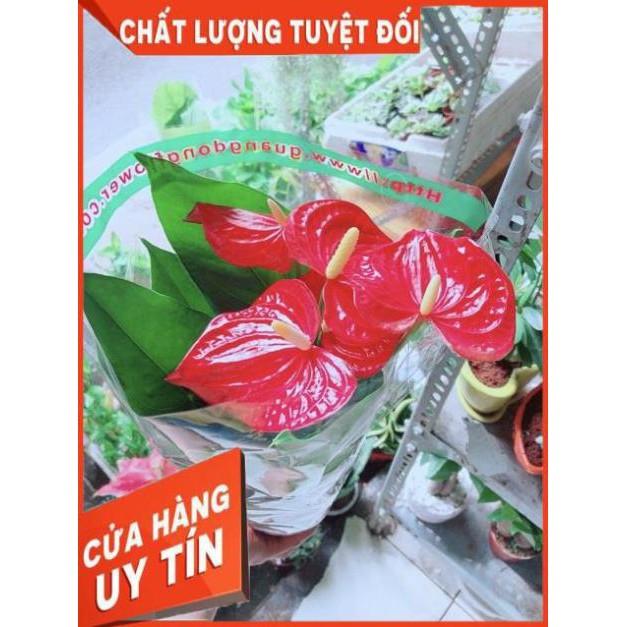 Cây Hồng Môn