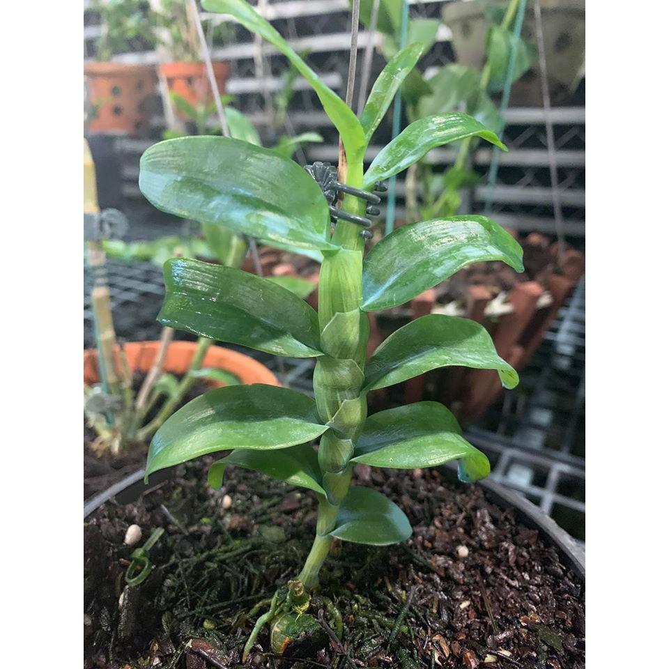 Hoa lan giả hạc mắt đỏ hòa bình , cây cực đẹp