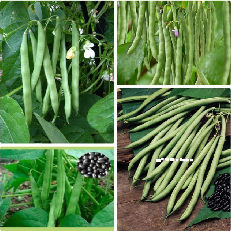 Hạt giống đậu cove hạt đen dạng leo KNS366 - Gói 10gram