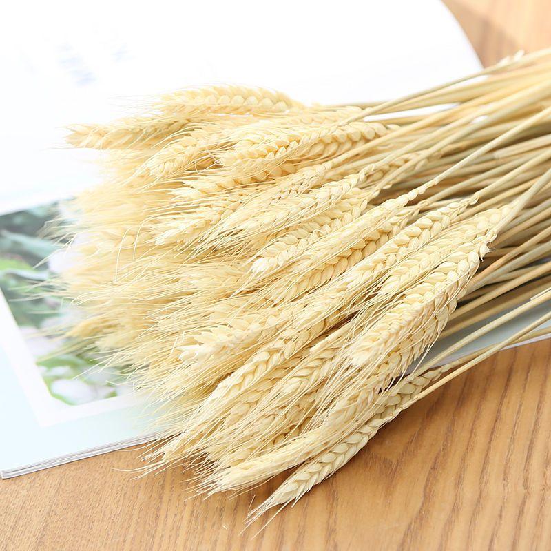 30 Chiếc Pampas Cỏ Hoa Khô Tự Nhiên Dekoration Sậy Phragmites Chùm Communis Trang Trí Mộc Tặc Đánh Lagurus Ovatus