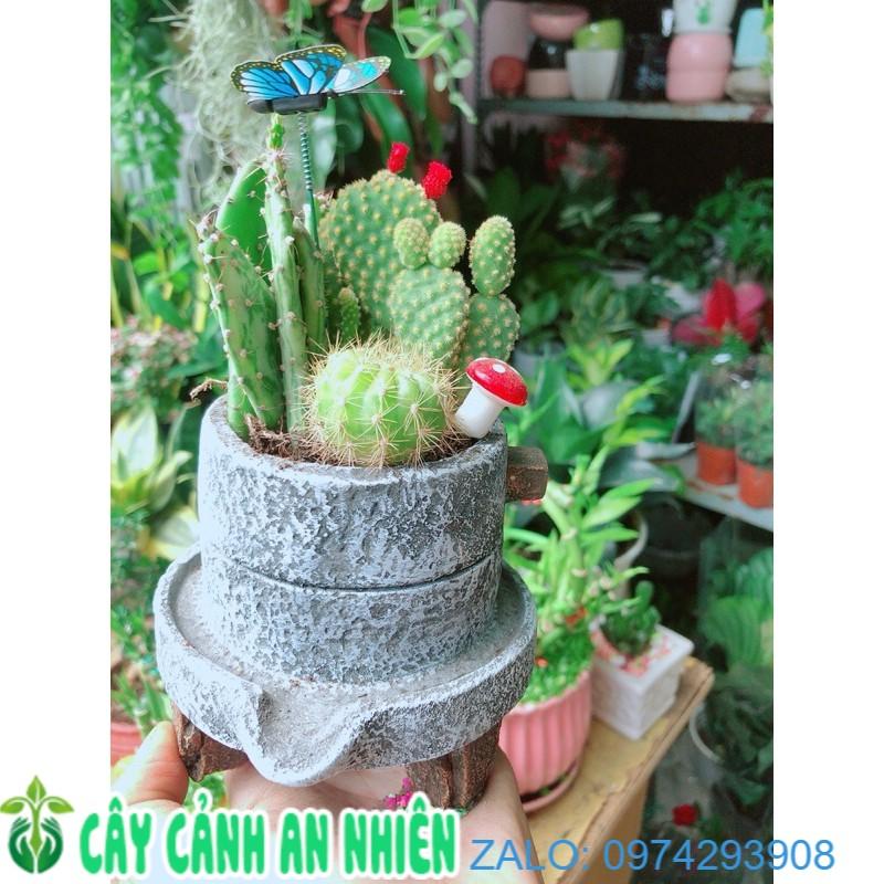 Chậu Xương Rồng Tiểu Cảnh