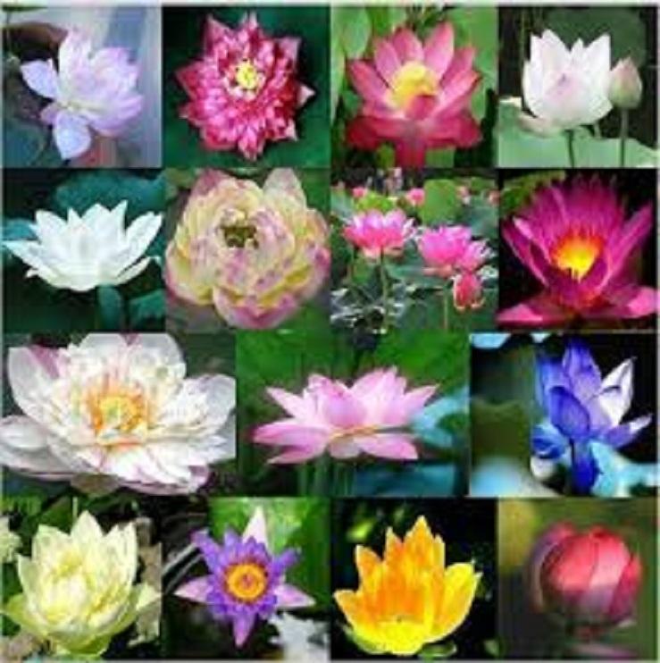Xả hàng-----Củ Sen Trung Giống Jinse---Sale hè