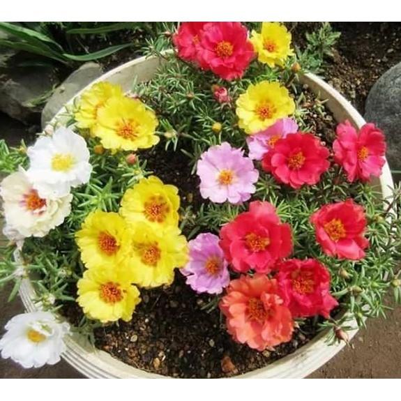 100 hạt hoa 10h Mỹ cánh kép nhiều màu