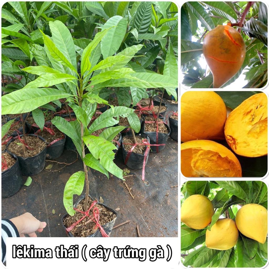 Cây giống Lê Ki Ma siêu quả.
