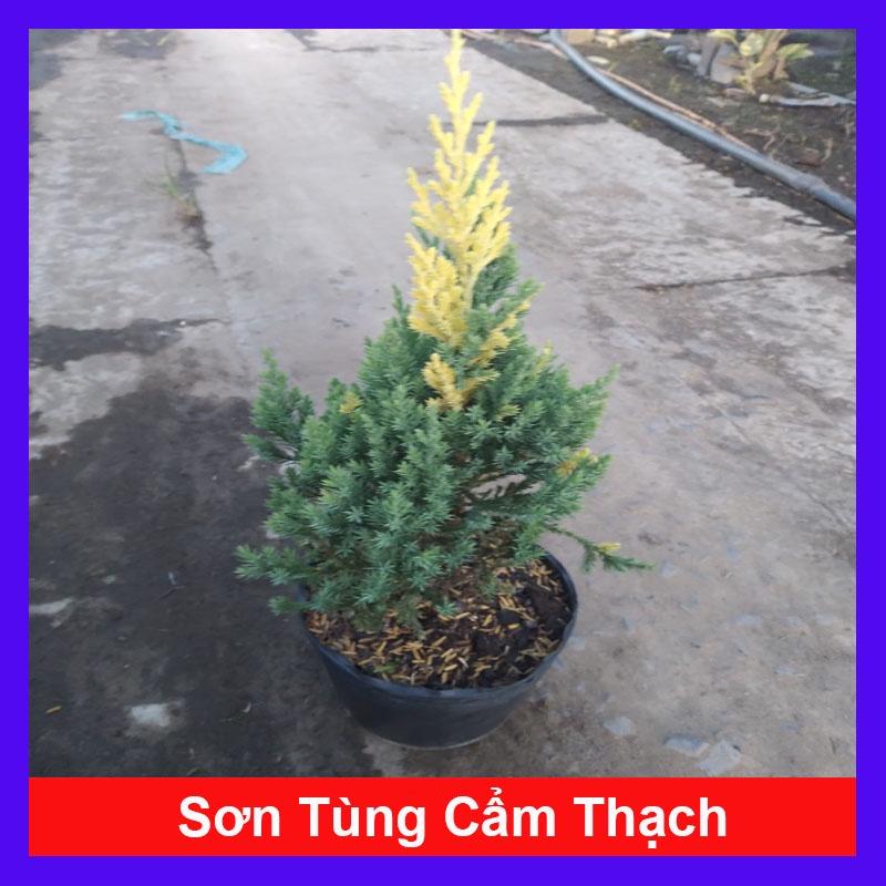 Cây Sơn Tùng Cẩm Thạch - cây cảnh để bàn + tặng phân bón cho cây