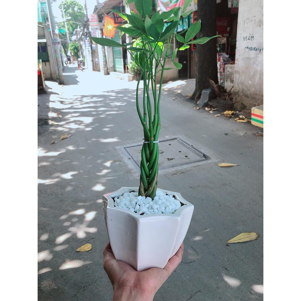 Chậu kim ngân 5 thân
