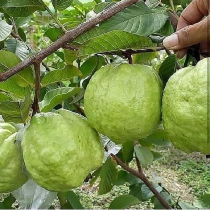 Cây giống ổi không hạt, ổi không hạt ăn giòn quả ngọt