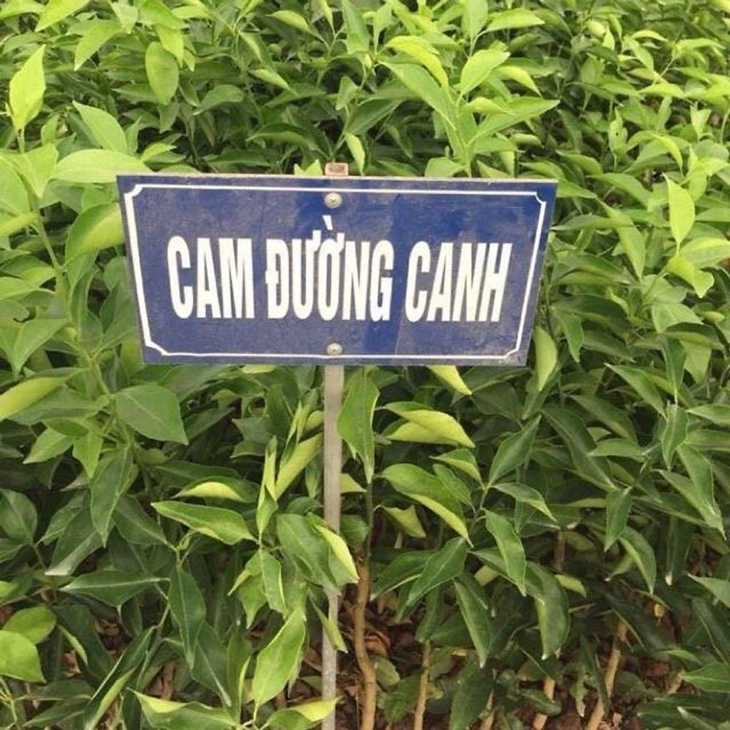 Cây cam đường canh, cây giống thế hệ mới năng suất cao, chịu hạn, ít sâu bệnh