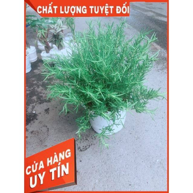 Chậu Hương Thảo Size Đại
