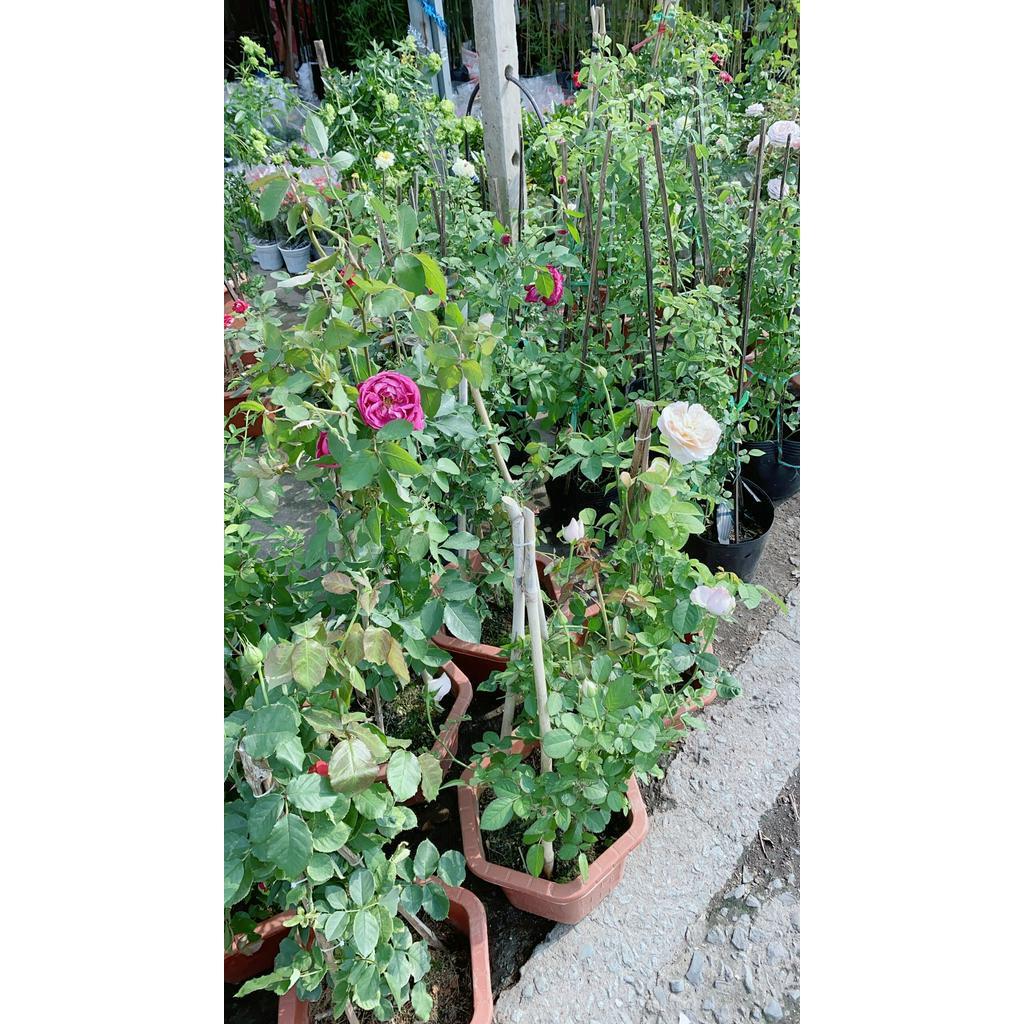 Chậu Hoa Hồng Leo
