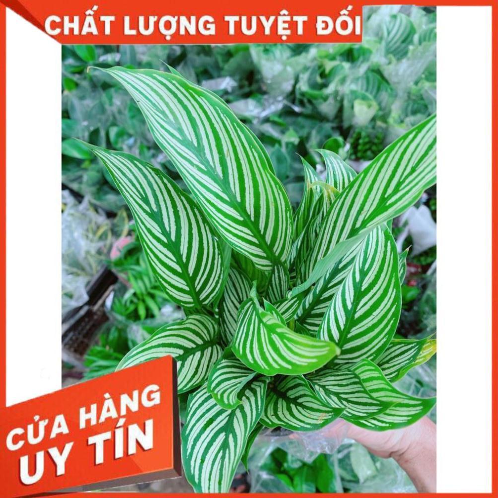 Đuôi Công Xanh Sọc Trắng Lá Nhỏ