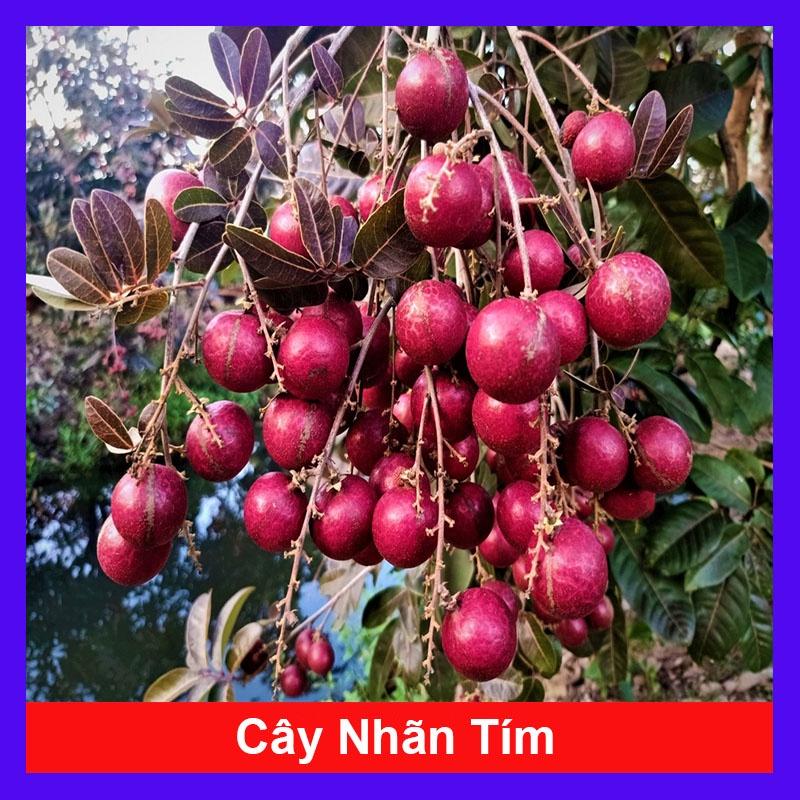 Cây Nhãn Tím - cây ăn quả + tặng phân bón cho cây mau lớn