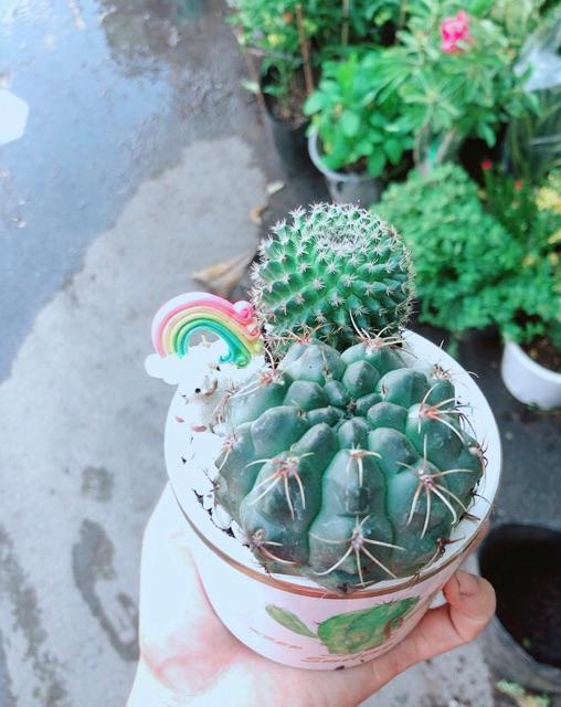 Chậu Xương Rồng Tiểu Cảnh Mini