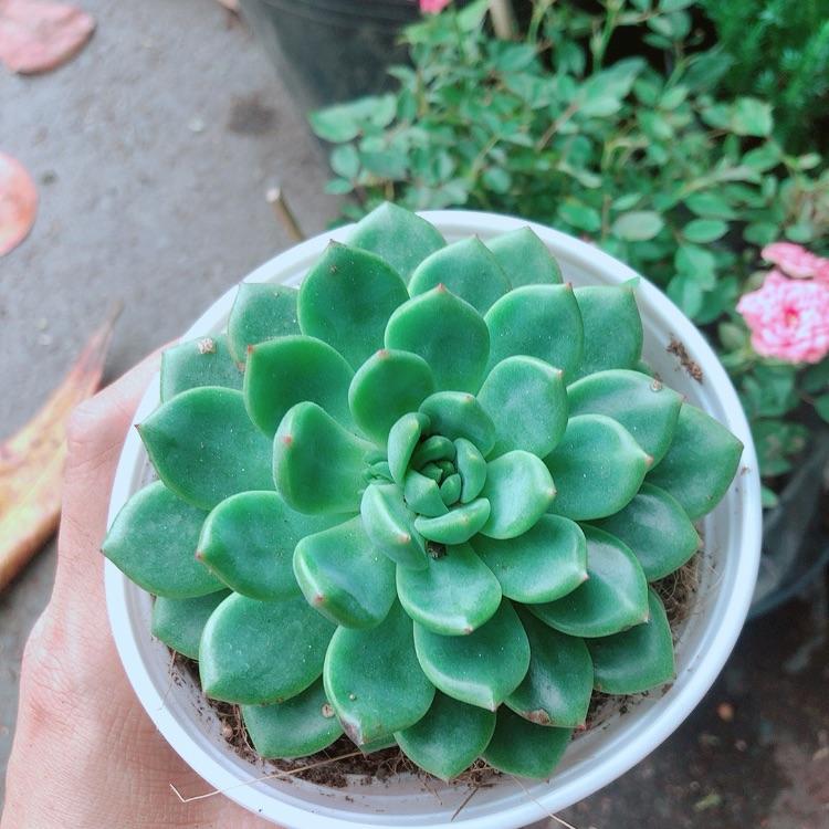 Sen Đá Bánh Bao Xanh