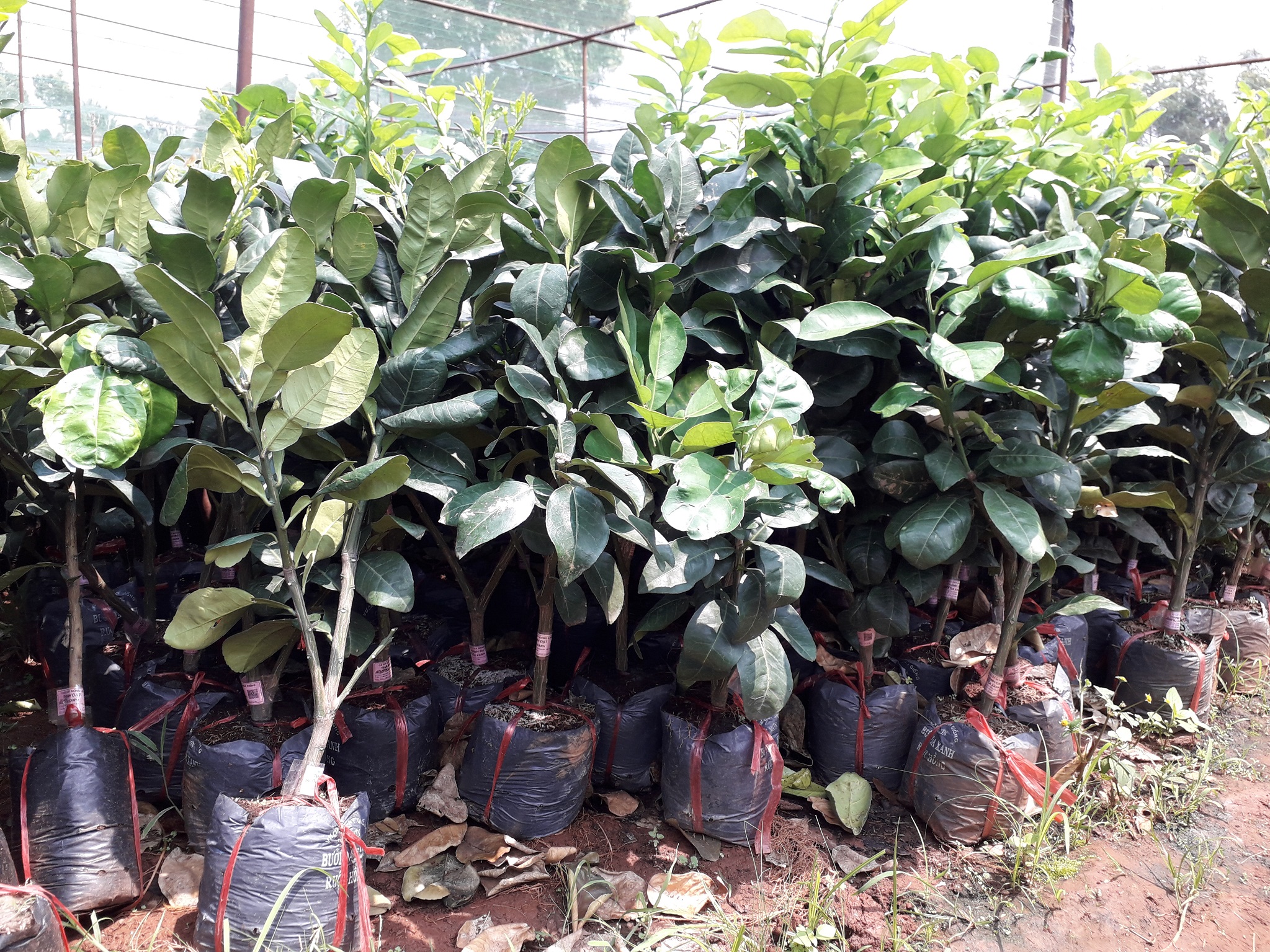 CÂY GIỐNG BƯỞI DA XANH RUỘT HỒNG .