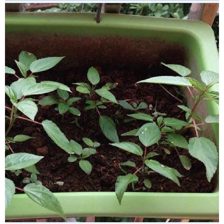 Combo 2 gói hạt giống rau đay đỏ dể trồng f1- gói 20 gram-tặng kèm gói phân bón lót