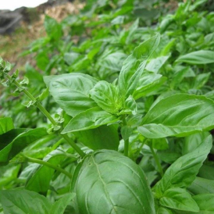 Hạt Giống Rau Húng Tây CT359 - Gói 100 hạt