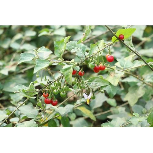 COMBO 2 CÂY GIỐNG CÀ GAI LEO SIÊU TỐT - CB2CGCGL
