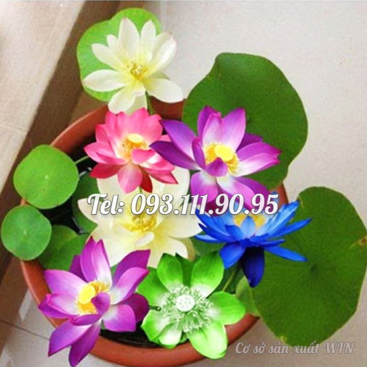 Hạt giống hoa sen 7 màu mini - Hạt giống hoa sen ngũ sắc mini ra hoa quanh năm – Bịch 10 hạt – Mã số 1394
