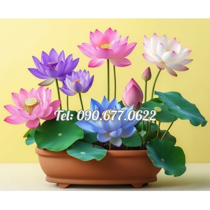Hạt giống hoa sen 7 màu mini - Hạt giống hoa sen ngũ sắc mini ra hoa quanh năm – Bịch 10 hạt – Mã số 1394