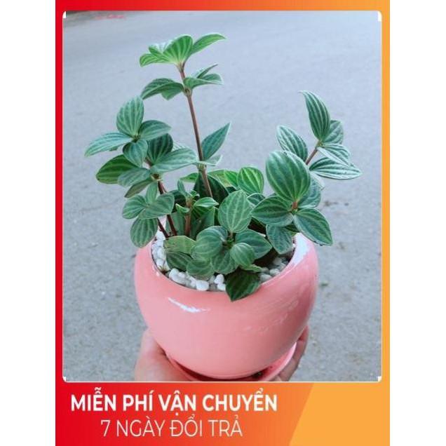 Chậu Cây Kim Cương Hột Xoàn