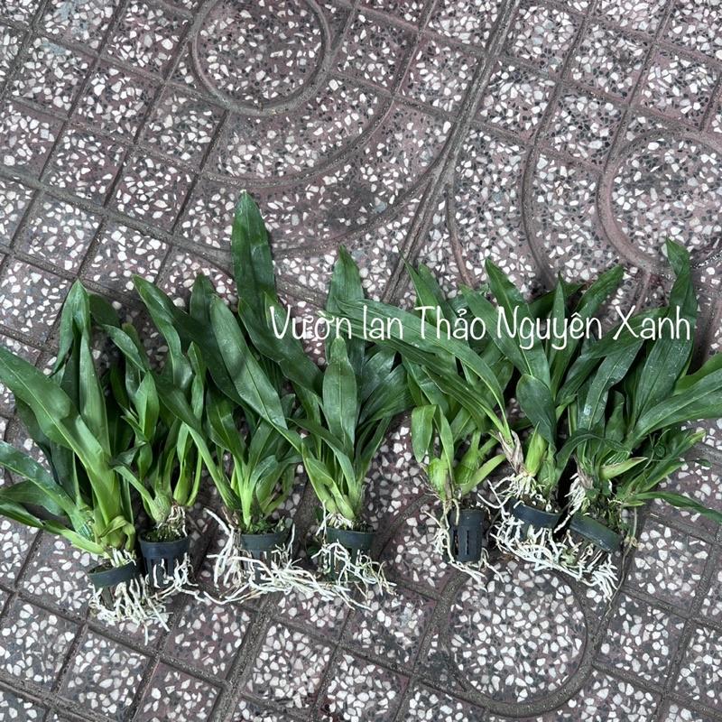 Vũ Nữ Hoàng Hậu Size Trung Cao 20-25cm