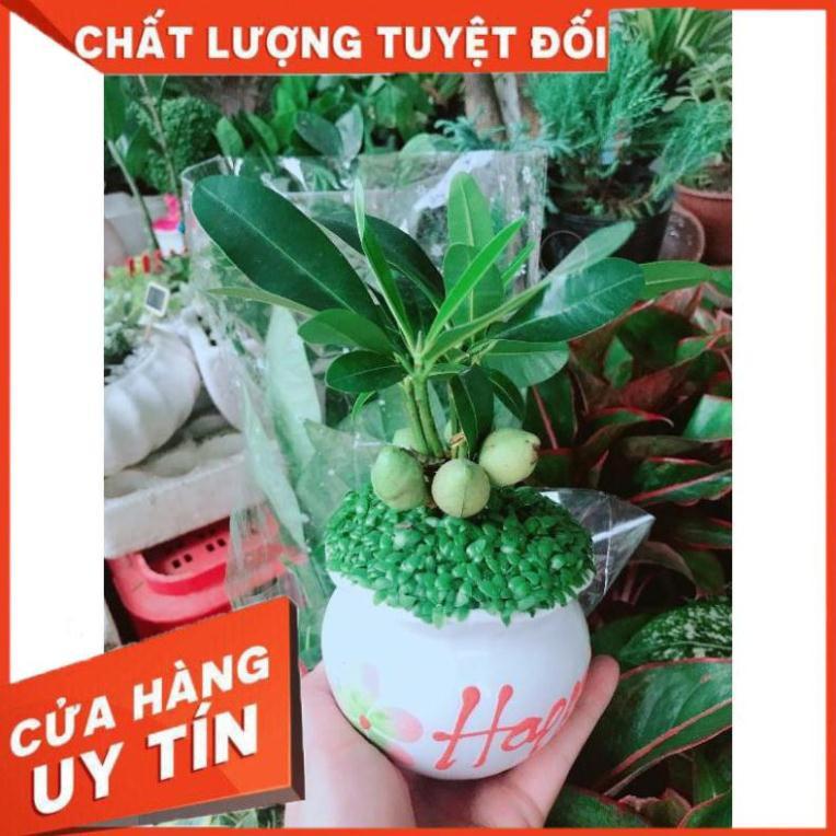 Chậu cây may mắn Nhiều Người Mua