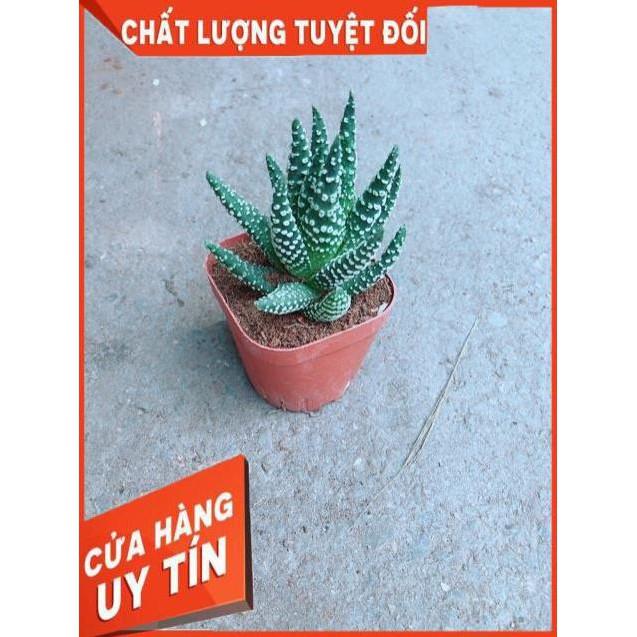 Xương Rồng Móng Rồng