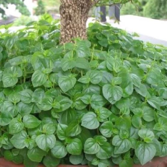 Hạt Giống Rau Càng Cua -gói 0,5gr/tặng kèm gói phân bón lót