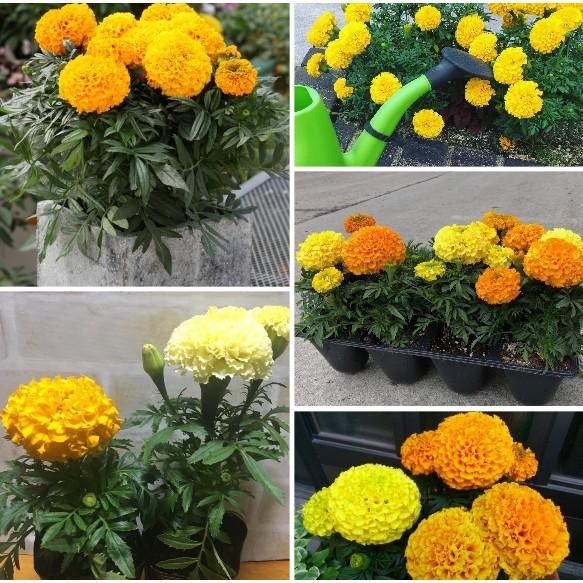 50hạt giống hoa vạn thọ mỹ nhiều màu