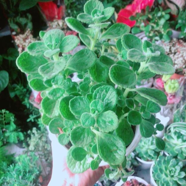 Sen Nhất Mạc Hương