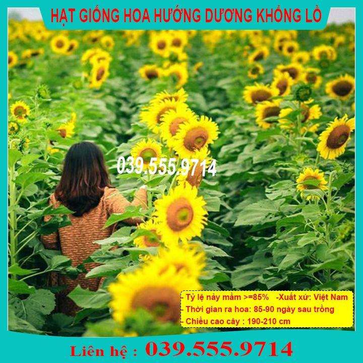 HẠT GIỐNG HƯỚNG DƯƠNG KHỔNG LỒ TỈ LỆ NẢY MẦM CAO